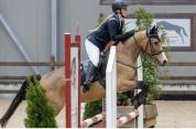 Pony da salto/cross