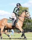 Pony da salto/cross