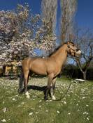 Pony da salto/cross
