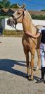 Jument Selle Français Palomino de sport