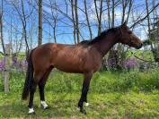 Milton d'Hop 3 ans