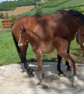Phénix d'Hop Hitchcock Bois Margot x Quick Star 