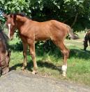 Phénix d'Hop Hitchcock Bois Margot x Quick Star 