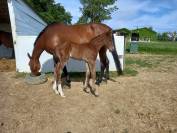 Phénix d'Hop Hitchcock Bois Margot x Quick Star 