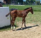Phénix d'Hop Hitchcock Bois Margot x Quick Star 