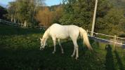 Cavallo arabo 