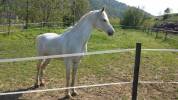 Cavallo arabo 