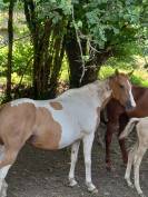 Jument  Pie Alzane clair Tobiano