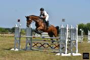 Hongre Zangersheide 9 ans