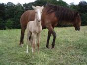 Cessation Elevage 68 - Nombreux chevaux PSL, PRE et jeunes