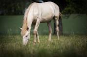 Cessation Elevage 68 - Nombreux chevaux PSL, PRE et jeunes