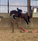 Caballo castrado Silla Francés En venta 2022 Bayo por Diarado – Holst