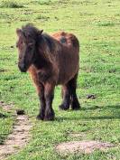 Poney Shetland onc ou pleins papiers 