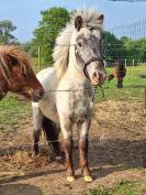 Poney Shetland onc ou pleins papiers 