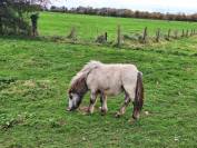 Poney Shetland onc ou pleins papiers 