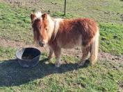 Poney Shetland onc ou pleins papiers 