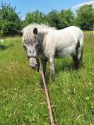 Poney Shetland onc ou pleins papiers 