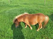 Poney Shetland onc ou pleins papiers 