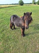 Poney Shetland onc ou pleins papiers 