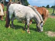 Poney Shetland onc ou pleins papiers 