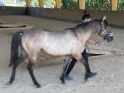 magnifique pouliche QUARTER HORSE GRULLO 2024