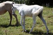 Potro PRE Pura Raza Española En venta 2025 Palomino por PICASSO LH