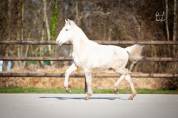 Poulain Pure Race Espagnole palomino &agrave; vendre