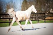 Poulain Pure Race Espagnole palomino &agrave; vendre