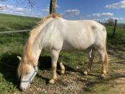 cheval camargue 10 ans