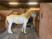 cheval camargue 10 ans
