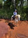 cheval camargue 10 ans