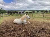 cheval camargue 10 ans