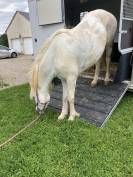 cheval camargue 10 ans