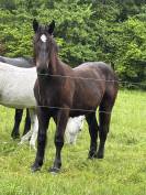 Poulain percheron noir