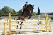 Cheval maître d'école 