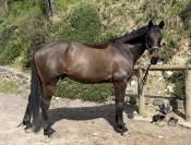 Cheval maître d'école 