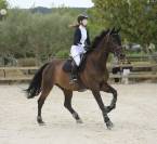 Cheval maître d'école 