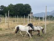 Pouliche ponette OC 2023 (inscriptible PFS)