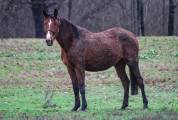 Cavalla italiana di 6 anni 