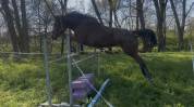 Cavalla italiana di 6 anni 