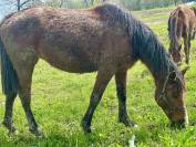 Cavalla italiana di 6 anni 