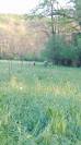 Pension parcs