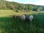 Pension parcs