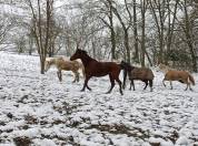 Pension parcs