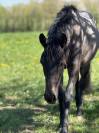 Jolie cheval