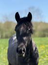 Jolie cheval
