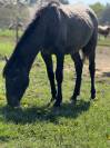 Jolie cheval