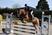 Jument CSO amateur à vendre 115-120 