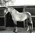 Caballo 4 años