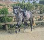 Caballo 4 años
